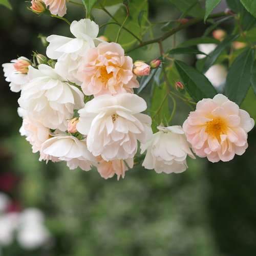  Rosa Phyllis Bide