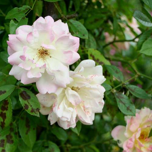  Rosa Phyllis Bide