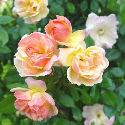  Rosa Phyllis Bide