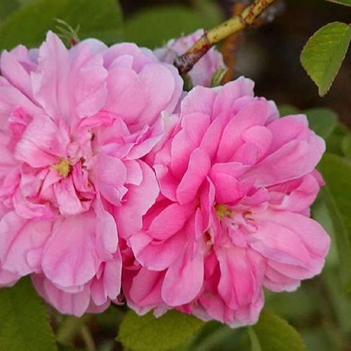  Rosa Quatre Saisons - Old Shrub Rose
