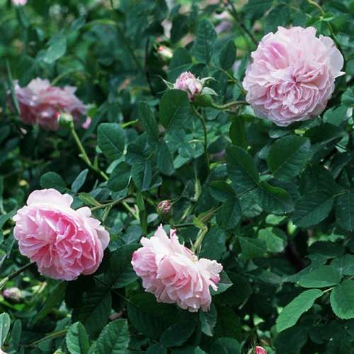  Rosa Quatre Saisons - Old Shrub Rose
