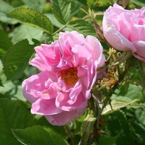  Rosa Quatre Saisons - Old Shrub Rose