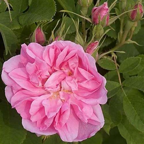  Rosa Quatre Saisons - Old Shrub Rose