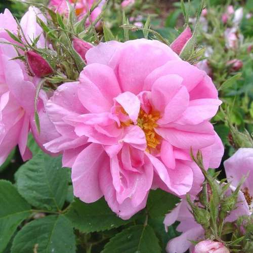  Rosa Quatre Saisons - Old Shrub Rose