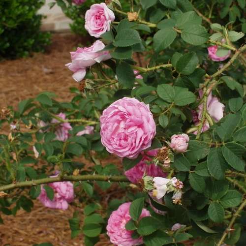  Rosa Queen Of Denmark
