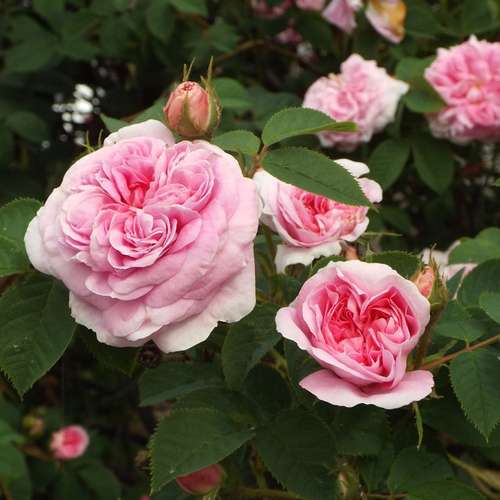  Rosa Queen Of Denmark