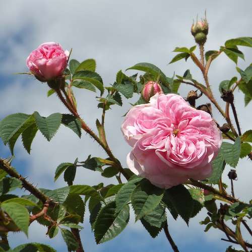  Rosa Queen Of Denmark