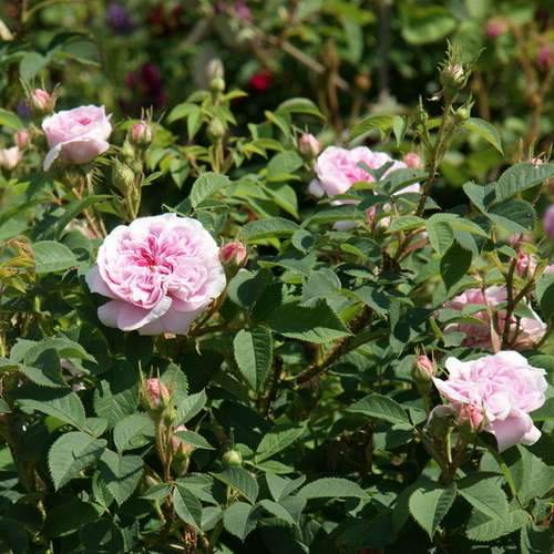  Rosa Queen Of Denmark