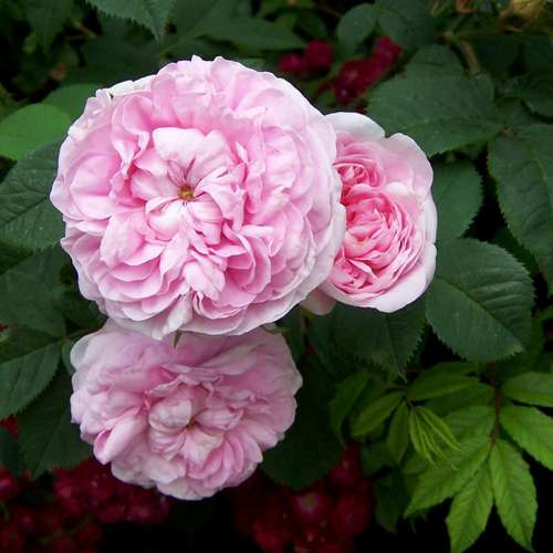  Rosa Queen Of Denmark