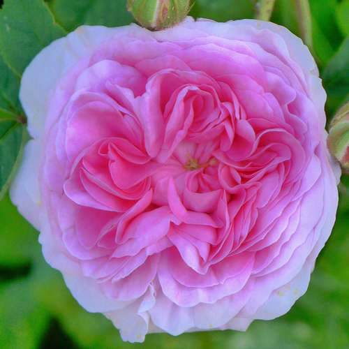  Rosa Queen Of Denmark