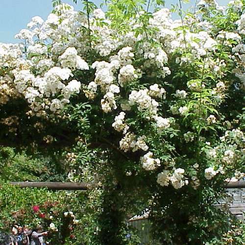  Rosa Rambling Rector - Rambling Rose