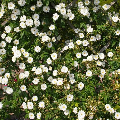  Rosa Rambling Rector - Rambling Rose