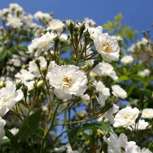 Rosa Rambling Rector - Rambling Rose