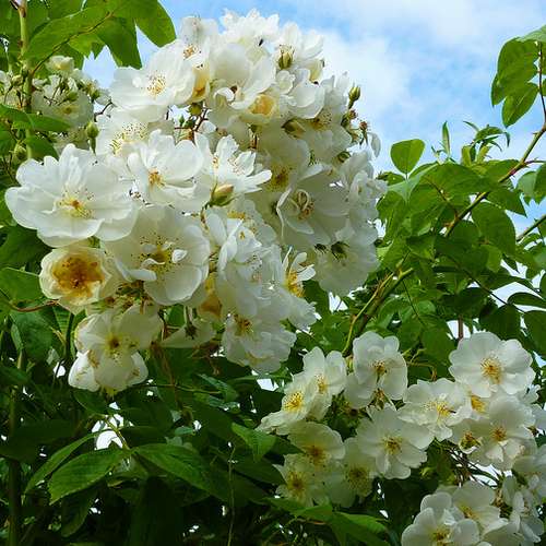  Rosa Rambling Rector - Rambling Rose