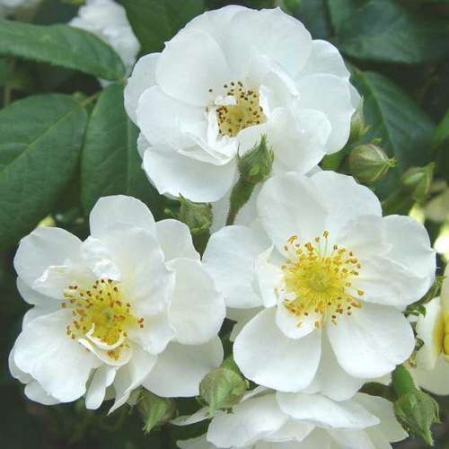  Rosa Rambling Rector - Rambling Rose