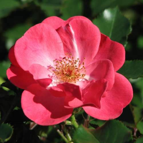  Rosa Red Blanket