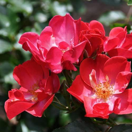  Rosa Red Blanket