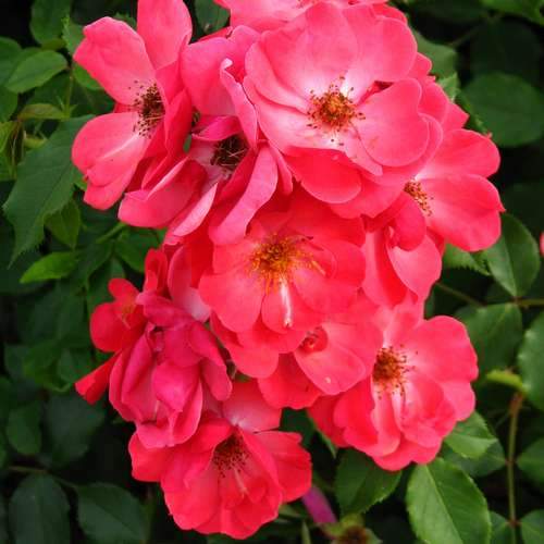  Rosa Red Blanket