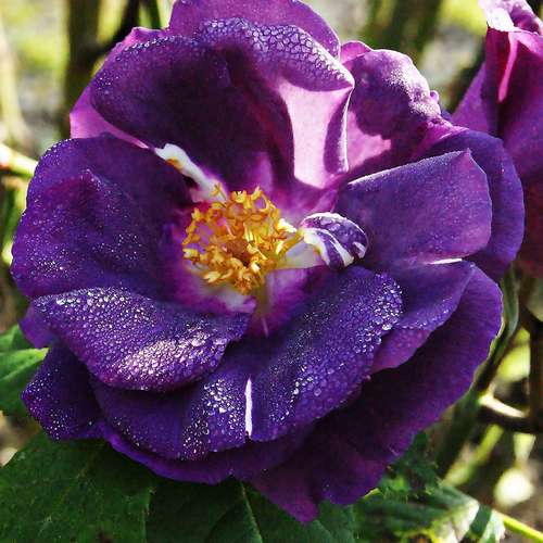  Rosa Rhapsody In Blue