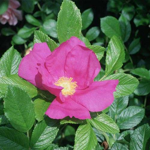  Rosa Rugosa Scabrosa