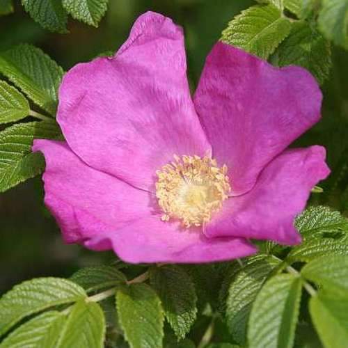  Rosa Rugosa Scabrosa