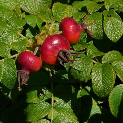  Rosa Rugosa Scabrosa