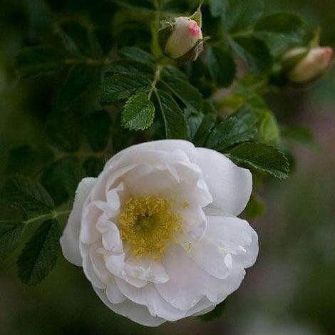  Rosa Schneezwerg - Rugosa Rose