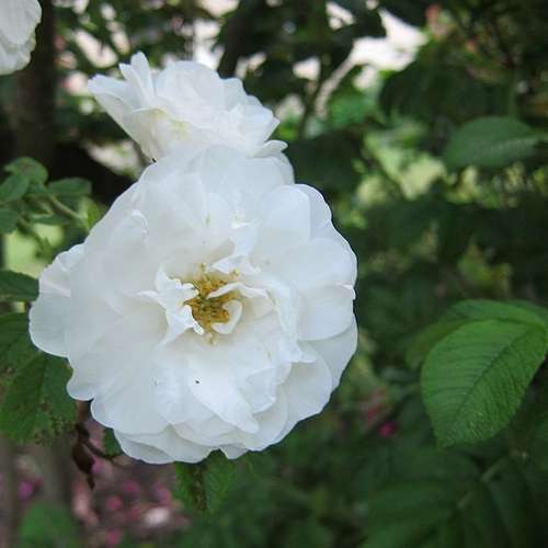  Rosa Schneezwerg - Rugosa Rose