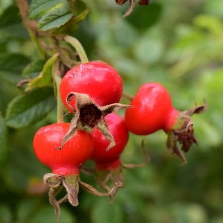  Rosa Schneezwerg - Rugosa Rose