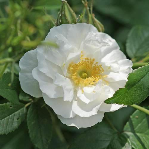  Rosa Schneezwerg - Rugosa Rose
