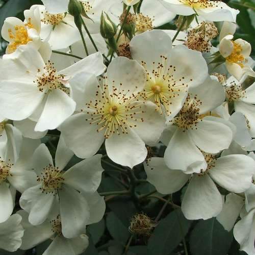  Rosa Sir Cedric Morris - Rambling Rose