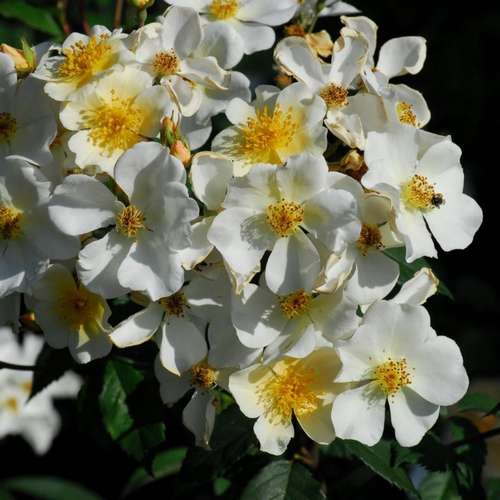  Rosa Sir Cedric Morris - Rambling Rose