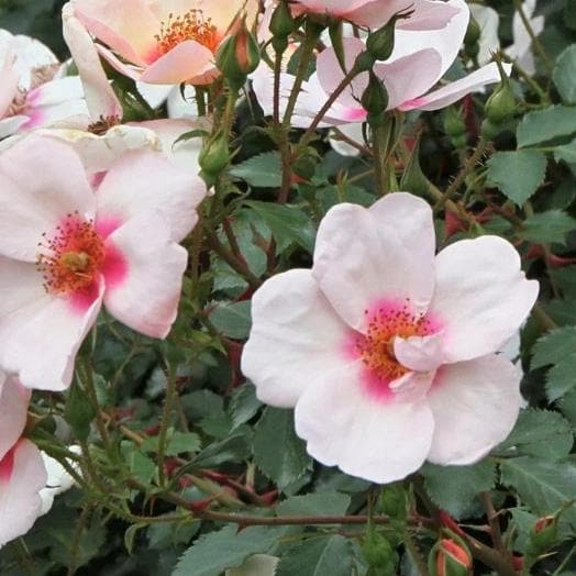  Rosa Persica Smiling Eyes