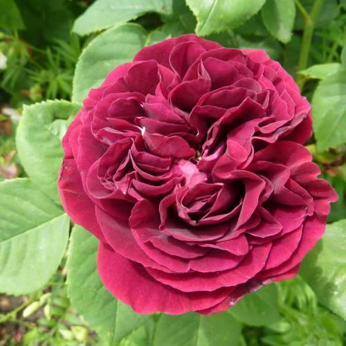  Rosa Souvenir Du Dr Jamain - Climbing Rose