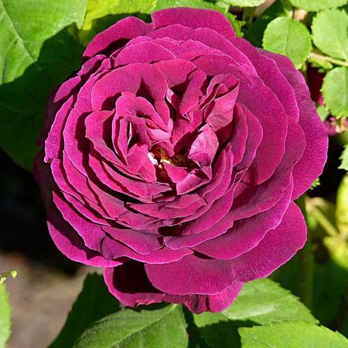  Rosa Souvenir Du Dr Jamain - Climbing Rose