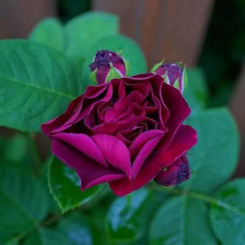  Rosa Souvenir Du Dr Jamain - Climbing Rose
