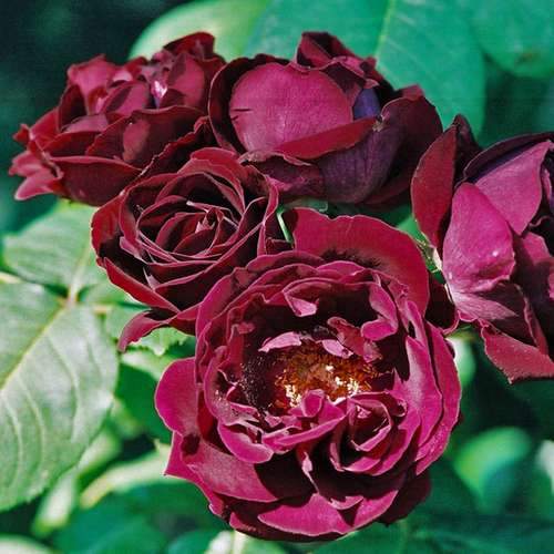  Rosa Souvenir Du Dr Jamain - Climbing Rose