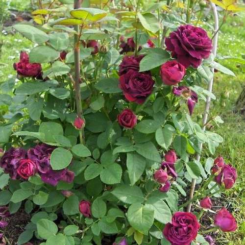  Rosa Souvenir Du Dr Jamain - Climbing Rose