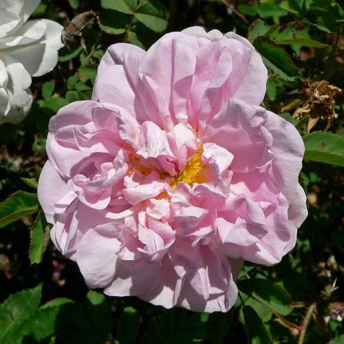  Rosa Stanwell Perpetual - Old Shrub Rose