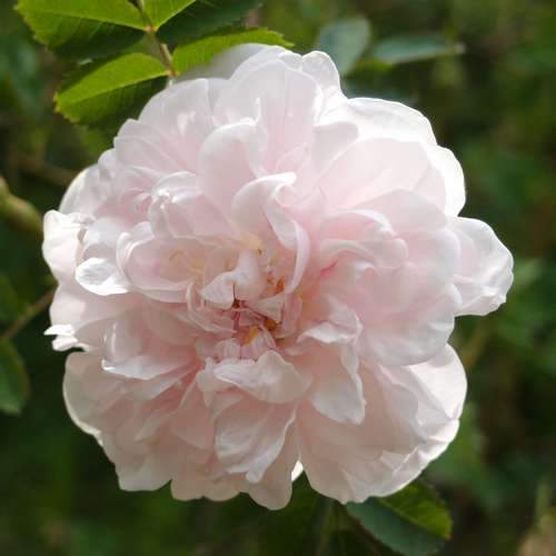  Rosa Stanwell Perpetual - Old Shrub Rose