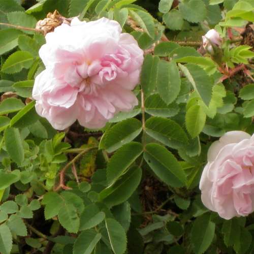  Rosa Stanwell Perpetual - Old Shrub Rose