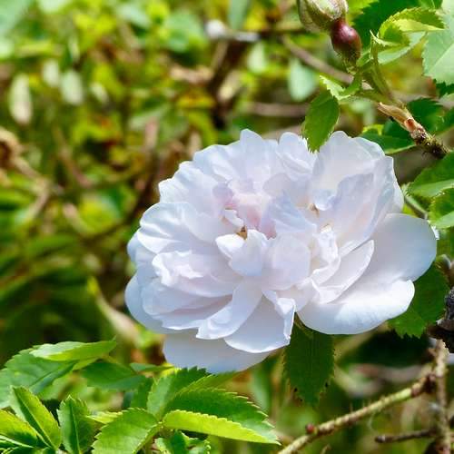  Rosa Stanwell Perpetual - Old Shrub Rose