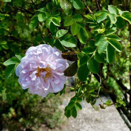  Rosa Stanwell Perpetual - Old Shrub Rose