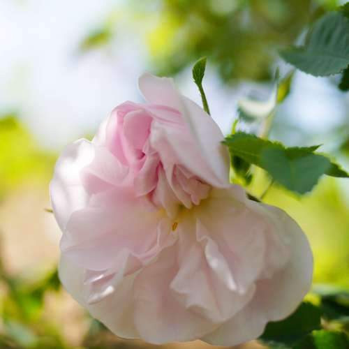  Rosa Stanwell Perpetual - Old Shrub Rose