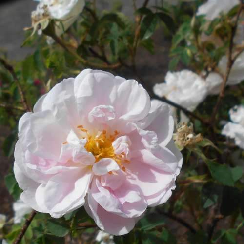  Rosa Stanwell Perpetual - Old Shrub Rose