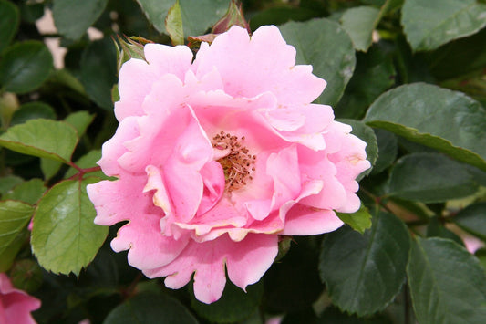  Rosa Surrey
