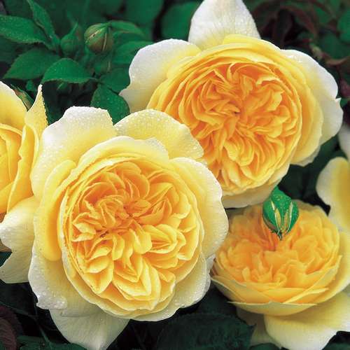 Rosa Teasing Georgia - David Austin Shrub Rose
