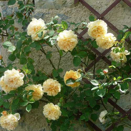  Rosa Teasing Georgia - David Austin Shrub Rose