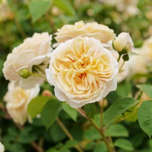  Rosa Teasing Georgia - David Austin Shrub Rose