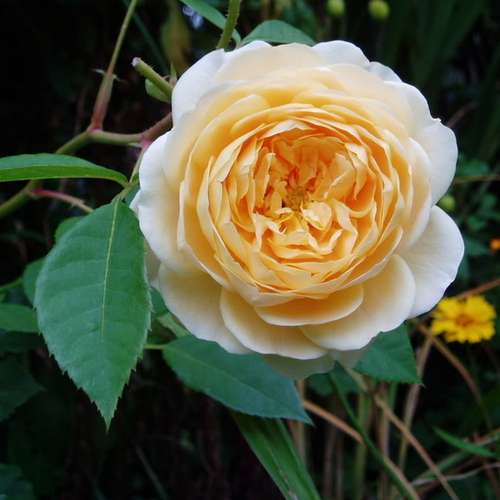  Rosa Teasing Georgia - David Austin Shrub Rose